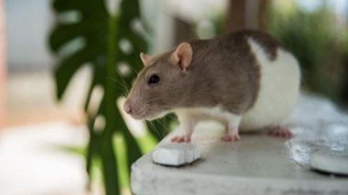 Pest Control for Rat Management: Essential Tips