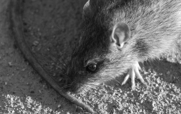 Sydney's Best Rodent Control Solutions